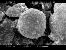 Pollenkorn vom Spitzwegerich in einer Rasterelektronenmikroskopaufnahme.