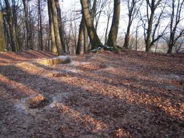 Im Wald haben sich Bodendenkmale meist gut erhalten und sind deshalb besonders häufig Ziel von Raubgrabungen. Das Beispiel aus der Gegend von Dietenheim zeigt die umfangreichen Bodeneingriffe im Bereich einer Befestigungsanlage.