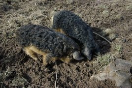 Ob Schweine zur Bodenbearbeitung eingesetzt wurden, ist nicht bekannt.