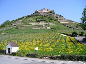 Weinberge: Weinberg unterhalb der Burgruine Staufen im Markgräflerland