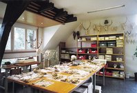 Im osteologischen Labor des Landesamtes für Denkmalpflege in Konstanz werden Tierknochenfunde untersucht. Foto: Landesamt für Denkmalpflege