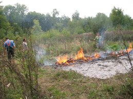 Experimente zu einem Wald-Feldbau mit Brand in Forchtenberg. Zu sehen ist eine neu gebrannte Fläche über die das brennende Holz langsam und stetig in Form einer Walze gezogen wurde...