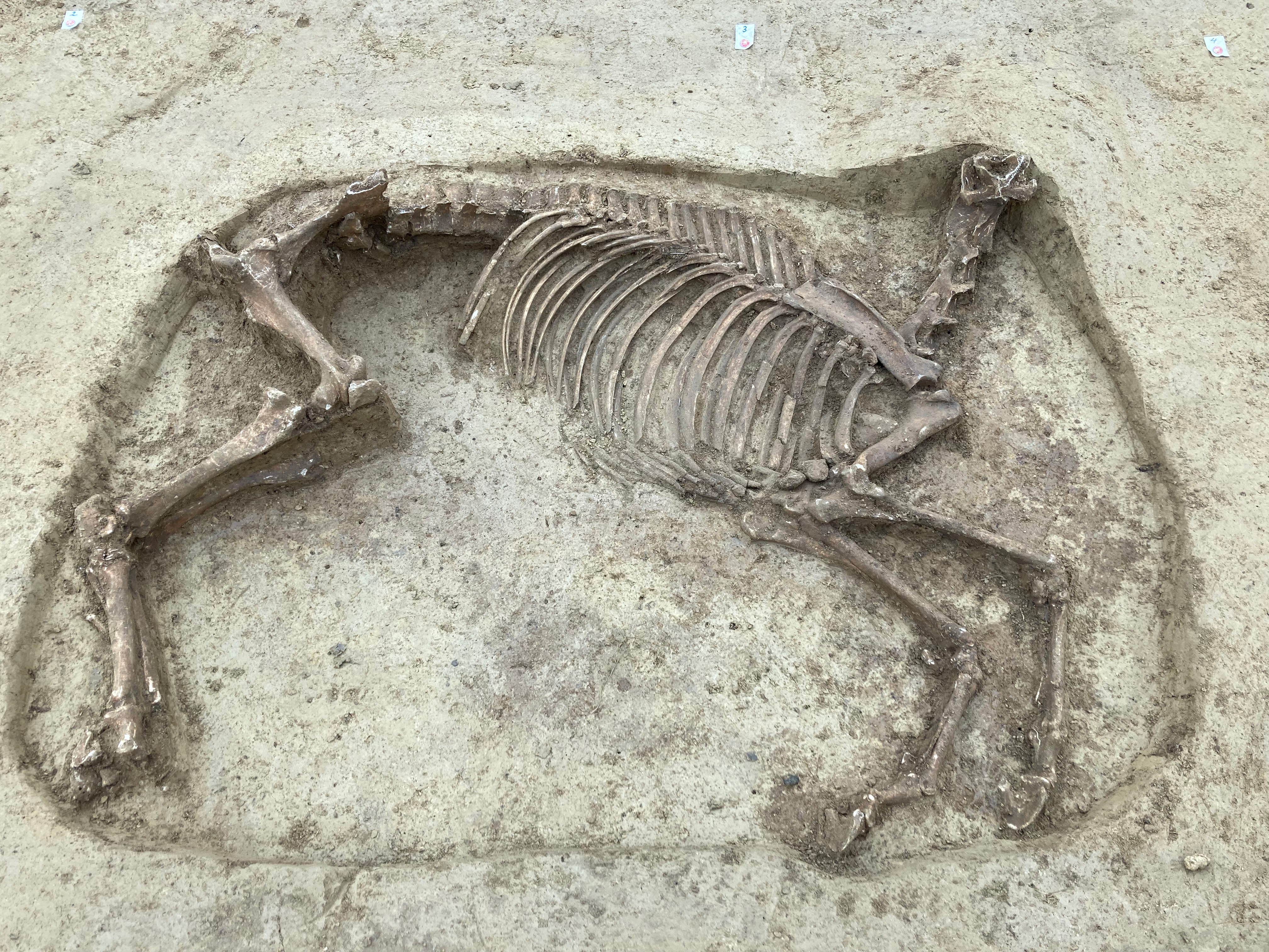 Около 2 6 лет назад. Раскопки останки средневековья. Скелет лошади. Скелет коня.